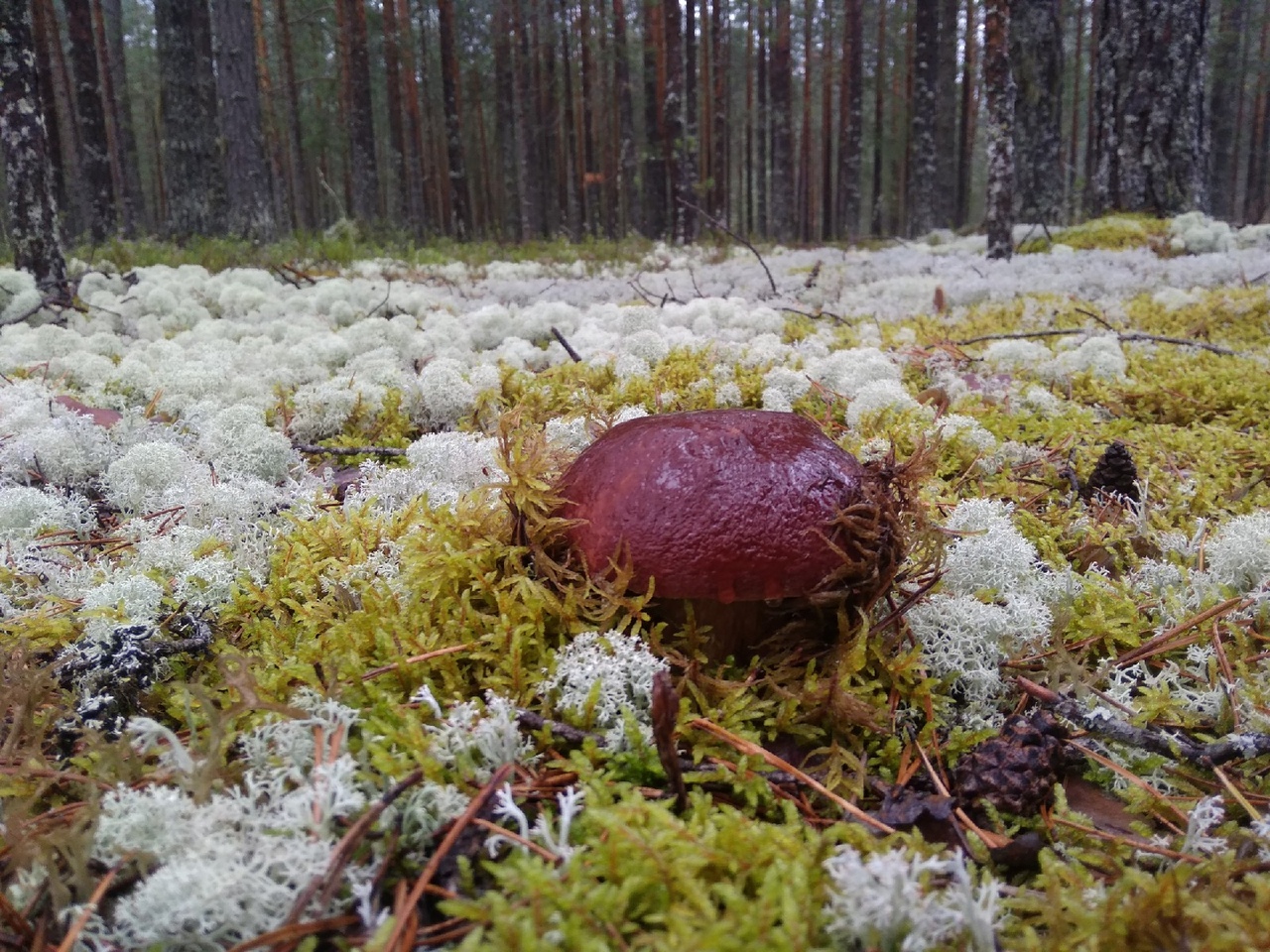Найти белый гриб в лесу примета